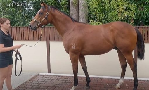 Headwater Colt