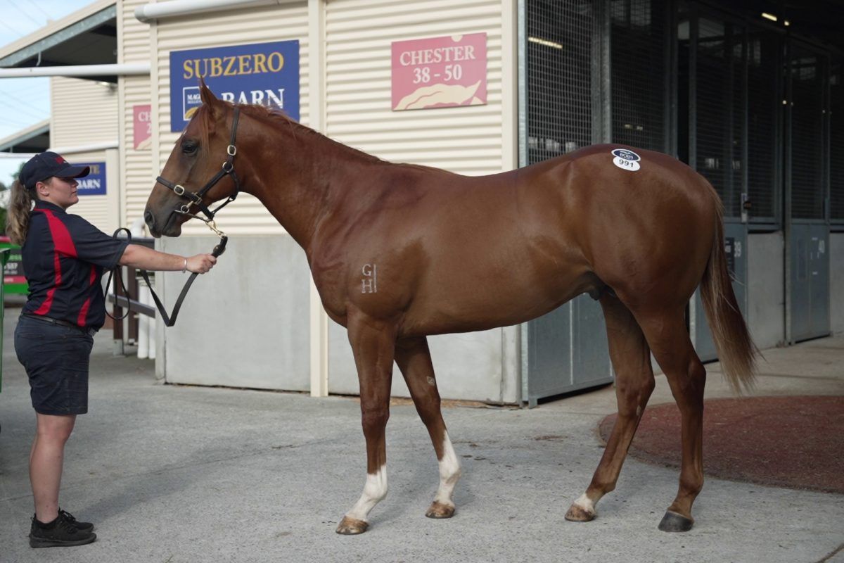 Winsome Star