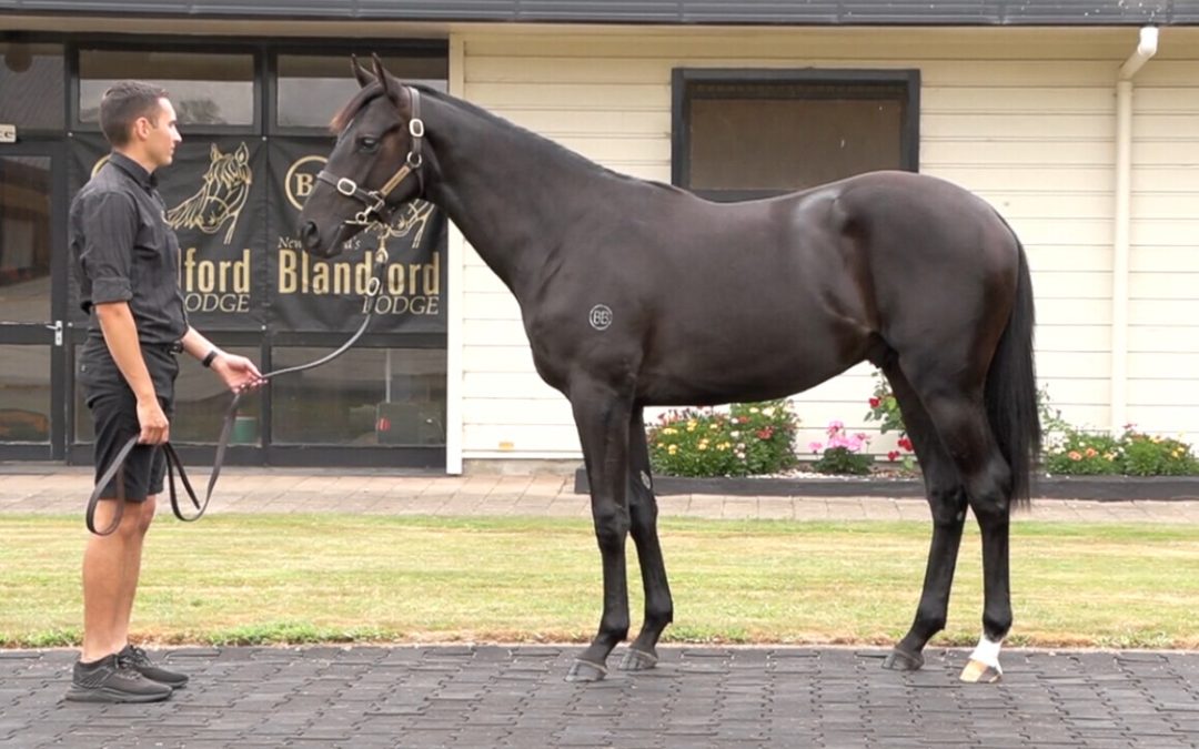 Maranoa Boy